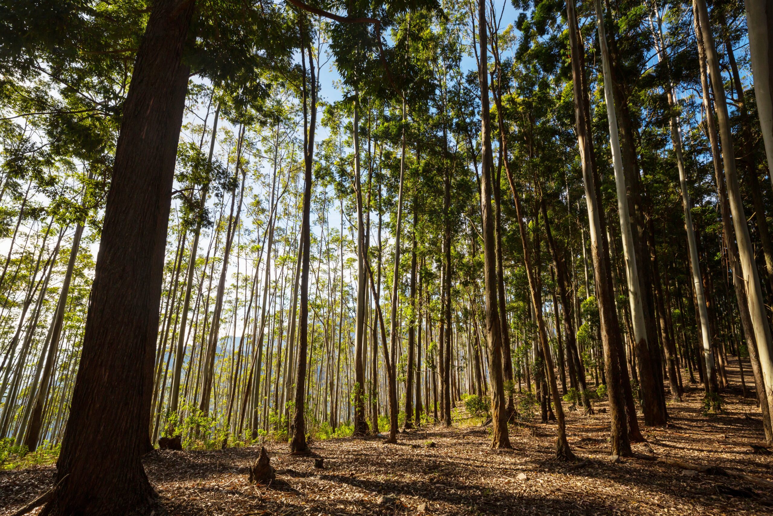 Eucalyptus,Tree,Forest,At,The,Sunset